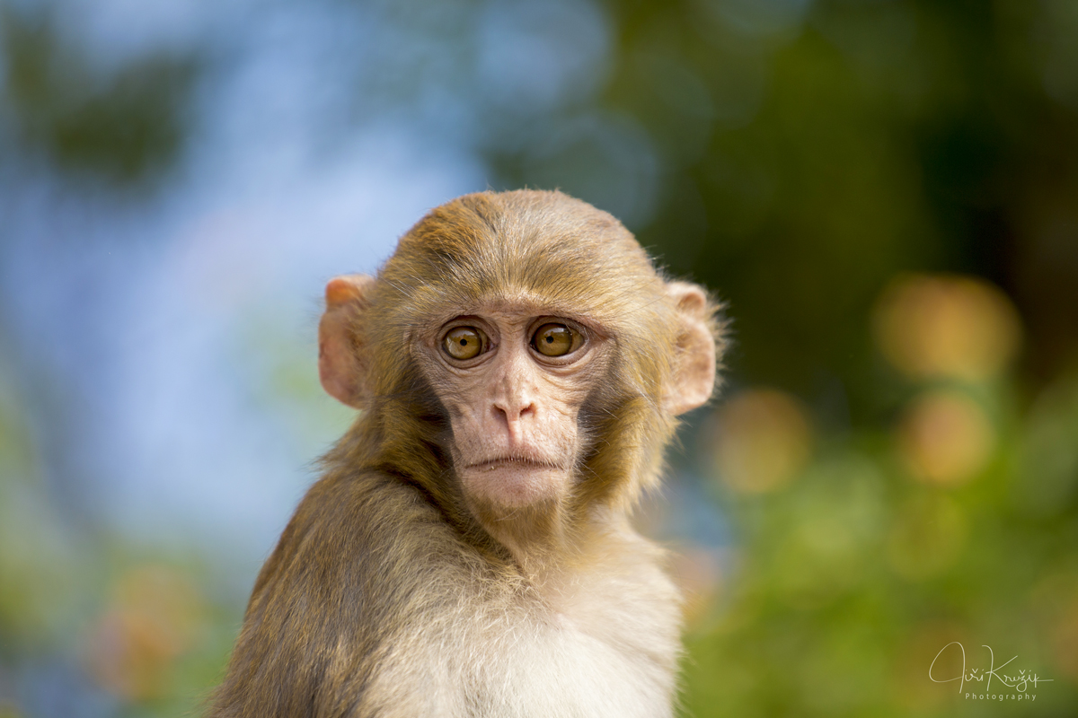 Nepálský makak