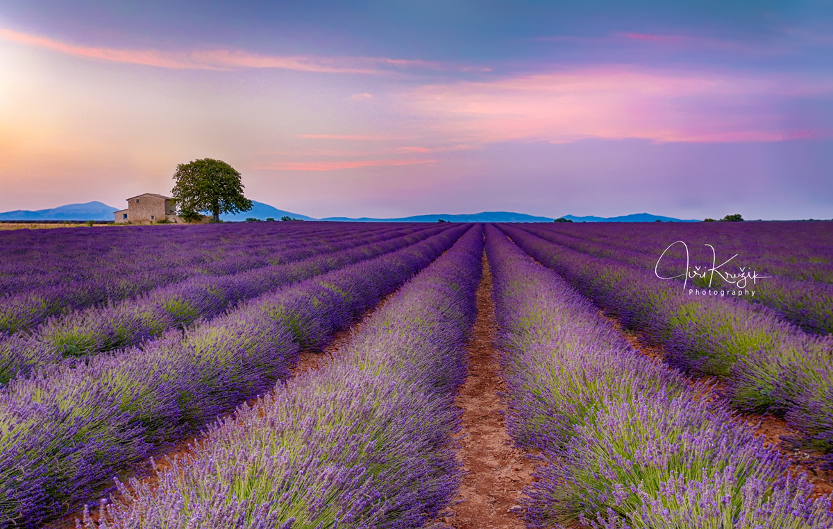 Purpurová Provence