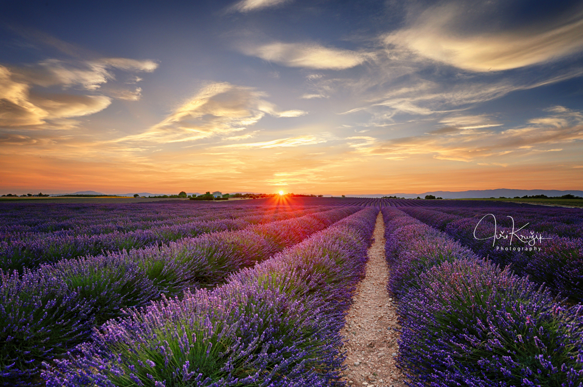 Purpurová Provence II