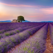 Purpurová Provence