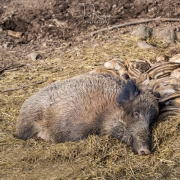 Rodinná siesta